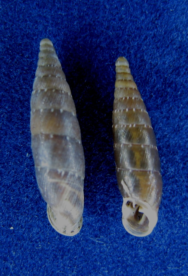 Siciliaria gibbula dal gargano